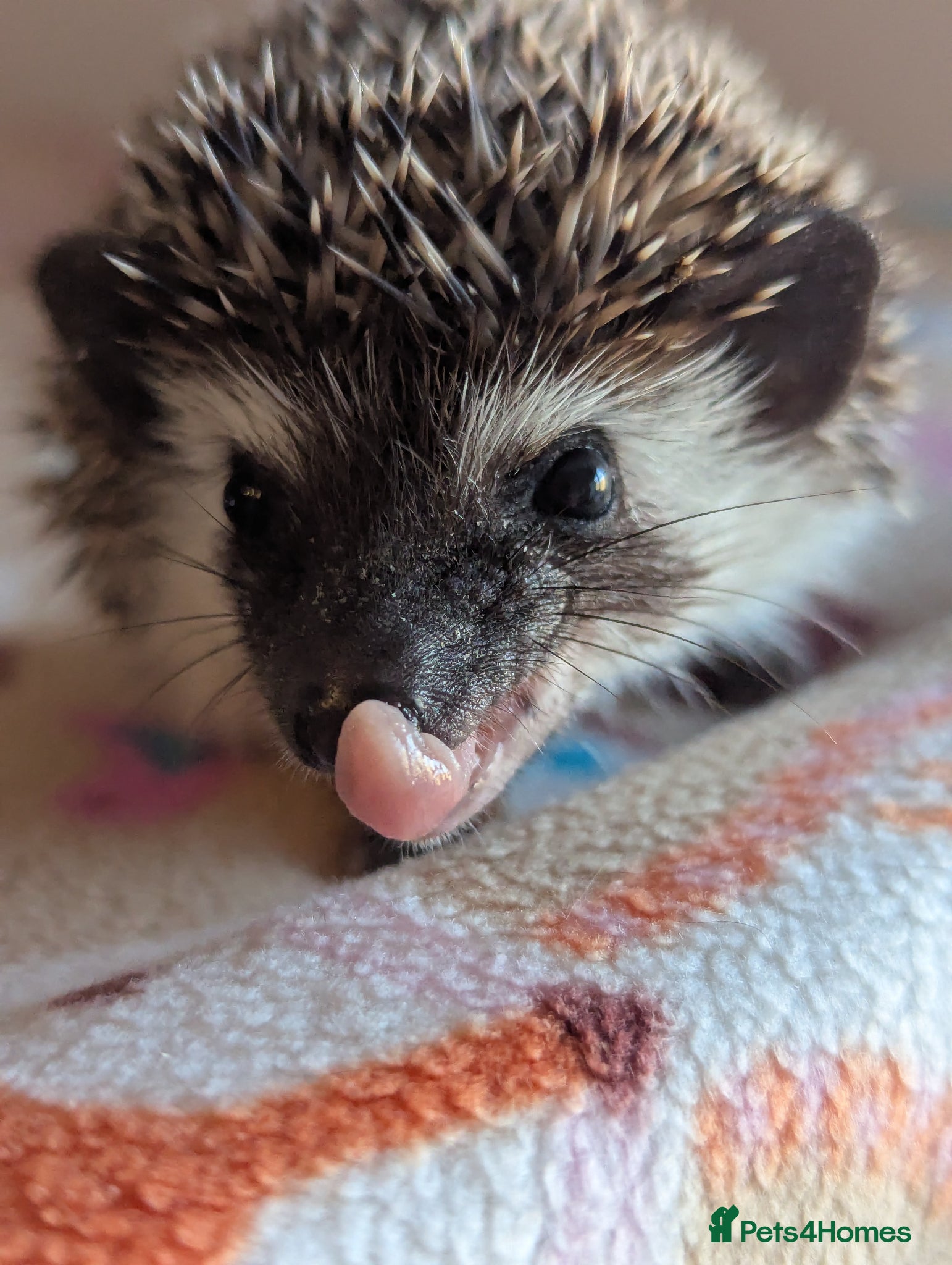 Pygmy Hedgehog rodents Gorgeous Hoglets Ready to Reserve Now - Advert 1