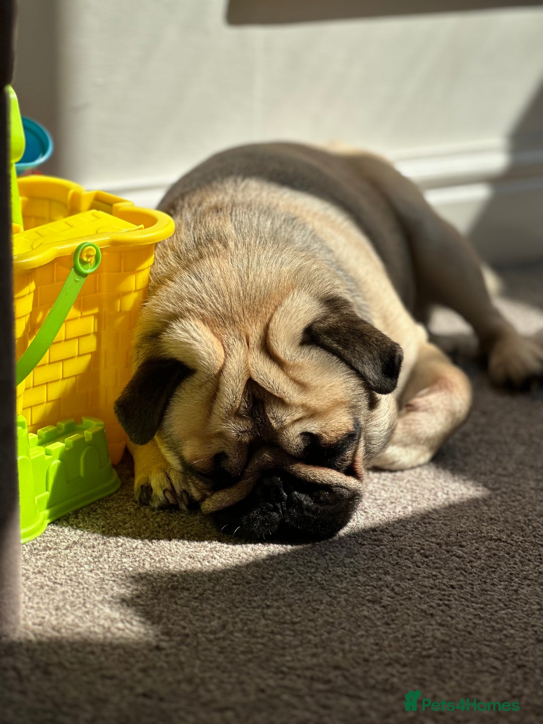 Pug dogs for sale: Handsome pug!  - Image 4