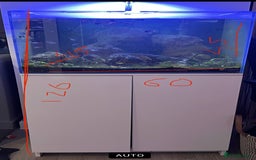 Tetras fish for sale: Fish tank for sale - Image 2