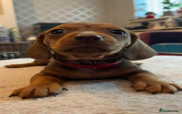Dachshund dogs for sale: Dachshund puppies for sale - Image 15
