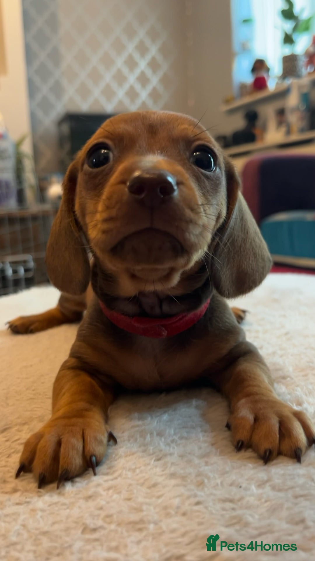 Dachshund dogs for sale: Dachshund puppies for sale - Image 15