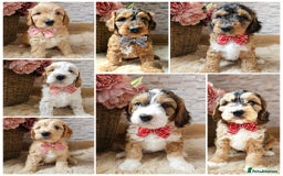 Labrador Retriever dogs for stud: Hip0/0 Elbow 0/0 Australian Labradoodle  - Advert 31