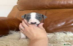 Mixed Breed dogs for sale: Whippet x Italian greyhound pups! READY NOW! - Image 6