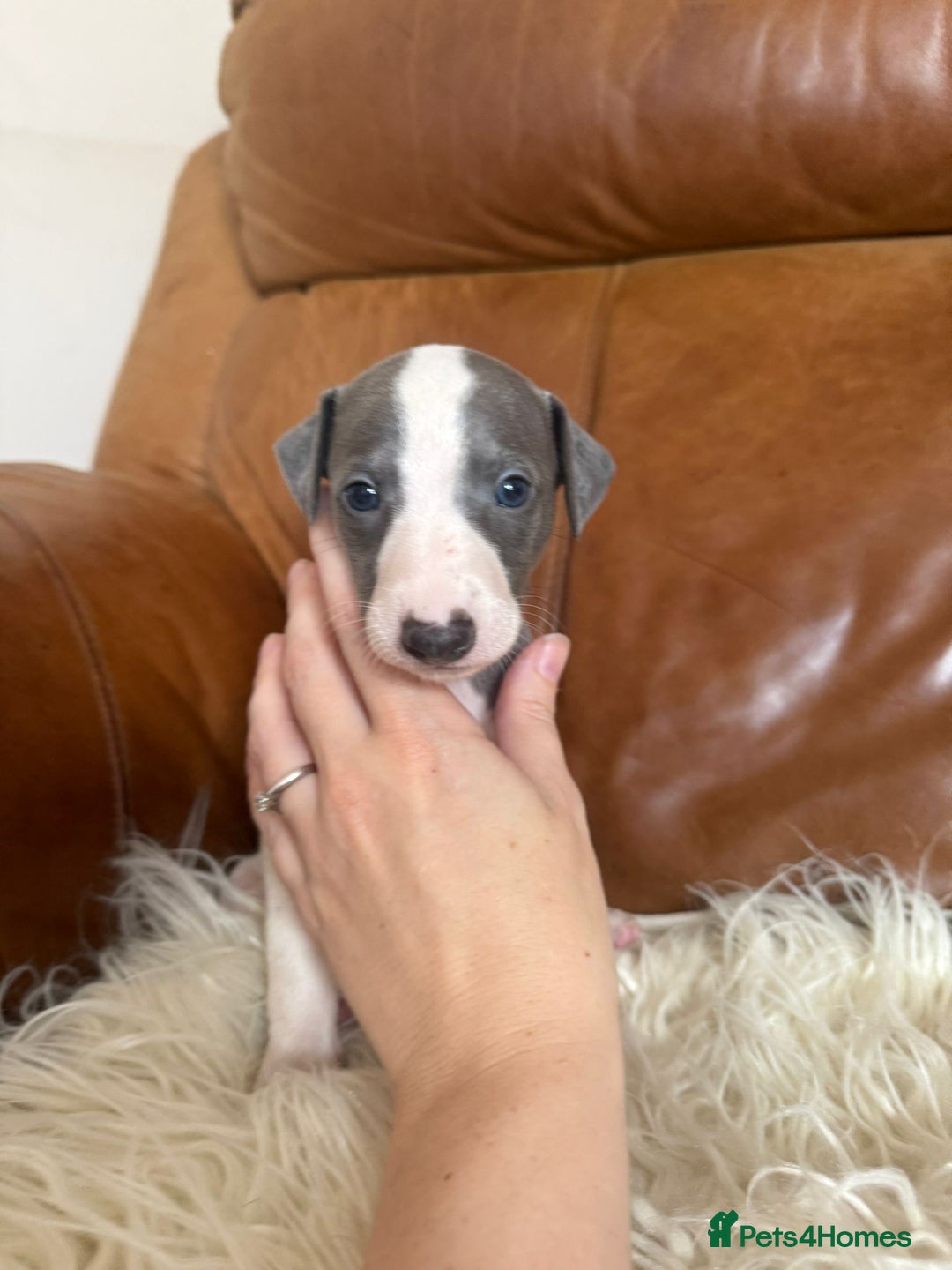 Mixed Breed dogs for sale: Whippet x Italian greyhound pups! READY NOW! - Image 6