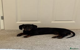 Miniature Dachshund dogs for sale: Miniature Dachshund Needing New Home  - Image 4