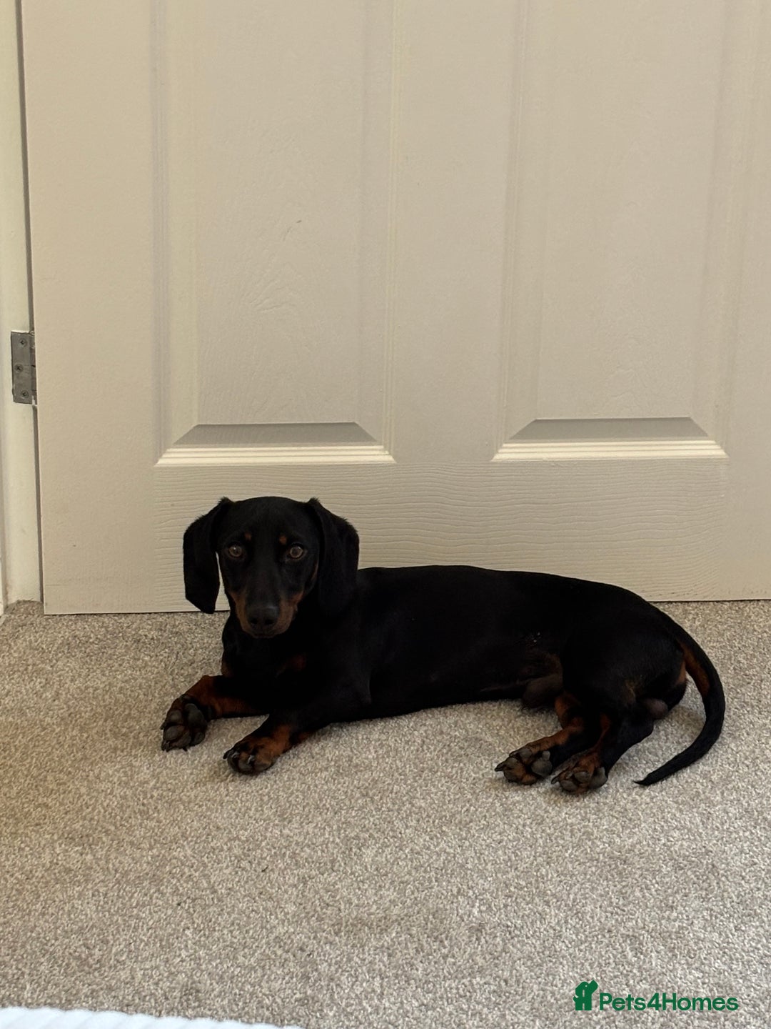Miniature Dachshund dogs for sale: Miniature Dachshund Needing New Home  - Image 4