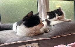 Mixed Breed cats for sale: Mum & F kitten to go together  - Image 3