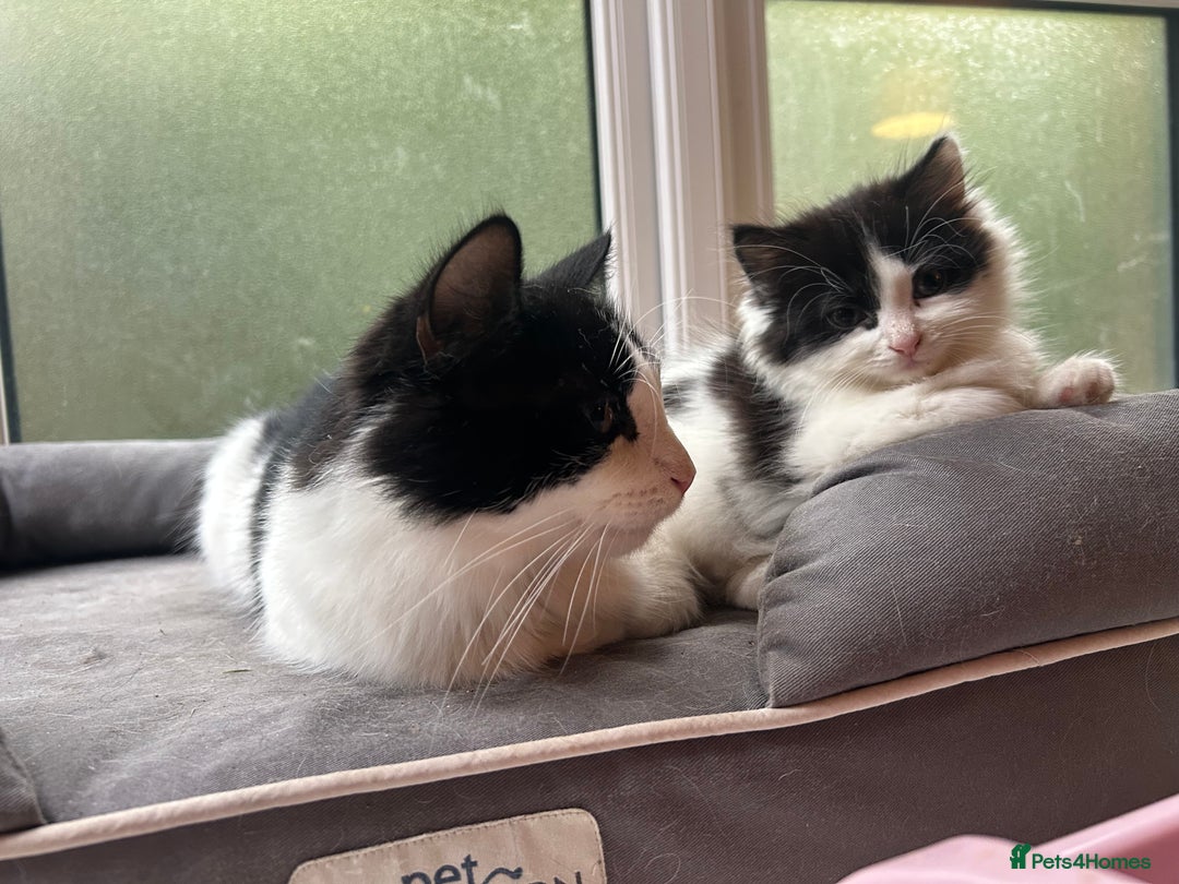 Mixed Breed cats for sale: Mum & F kitten to go together  - Image 3