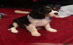 Cavalier King Charles Spaniel dogs for sale: Beautiful cavaliers  - Advert 3
