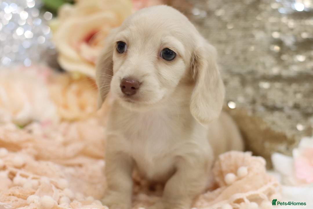 Miniature Dachshund dogs for sale: KC Registered Cream Longhair Puppies - Image 11
