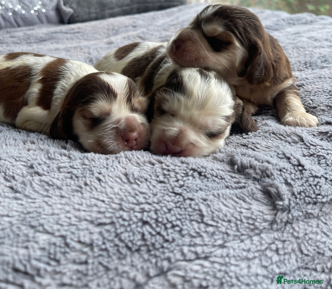 Cocker Spaniel dogs for sale: KC Show Cockers - 1 Girl , 3 Boys remaining! - Image 24