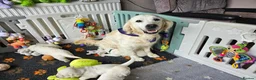 Golden Retriever dogs for sale: Outstanding Kc registered Golden Retriever puppies - Advert 8