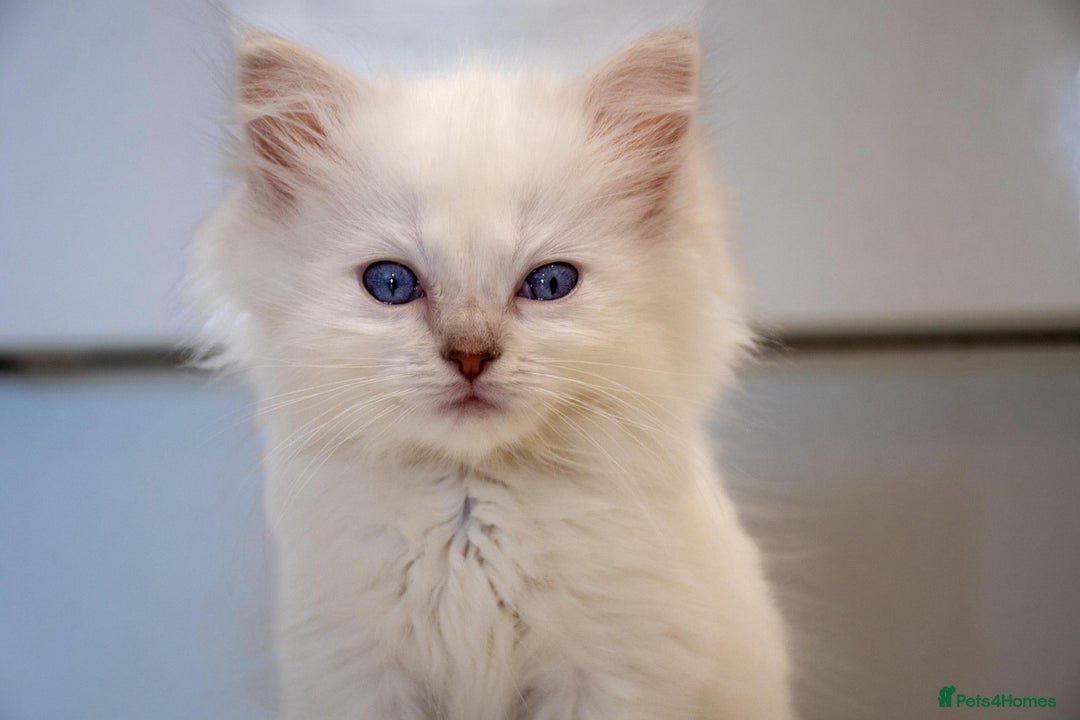 Ragdoll cats for sale: Ready Now GCCF Ragdoll Kittens Irresistibly Cuddly - Image 2