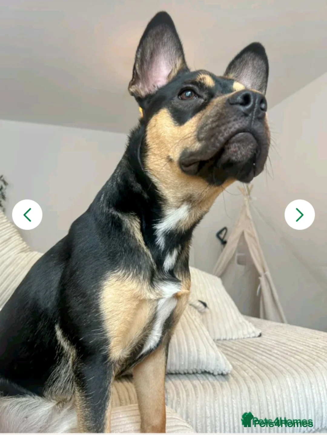 Mixed Breed dogs for sale: Frenchie cross  - Advert 1