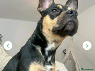 Mixed Breed dogs Frenchie cross - Advert 1