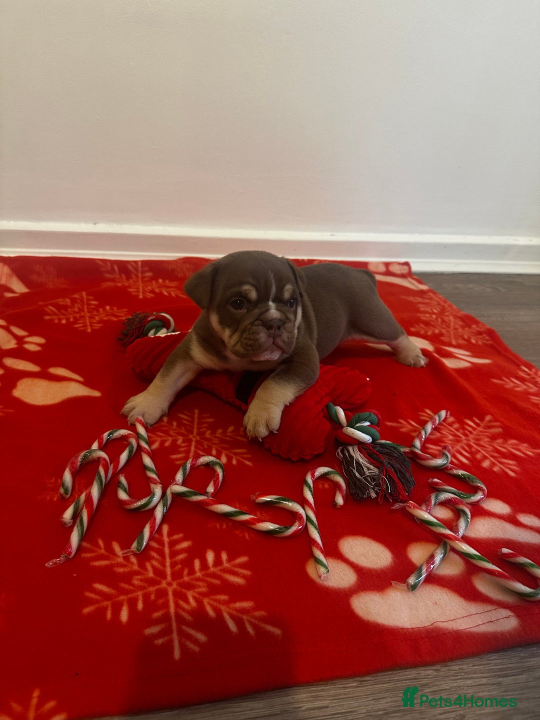 English Bulldog dogs for sale: 🐶✨ English Bulldog Puppies Available! ✨🐶 - Advert 17