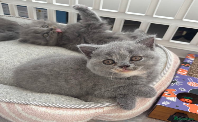 Brazilian Shorthair cats - Advert 1