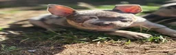 American Bully dogs for sale: Ready Now American pocket bullys  - Advert 6