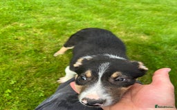 Border Collie dogs for sale: Border collie pups 🐶  - Image 12