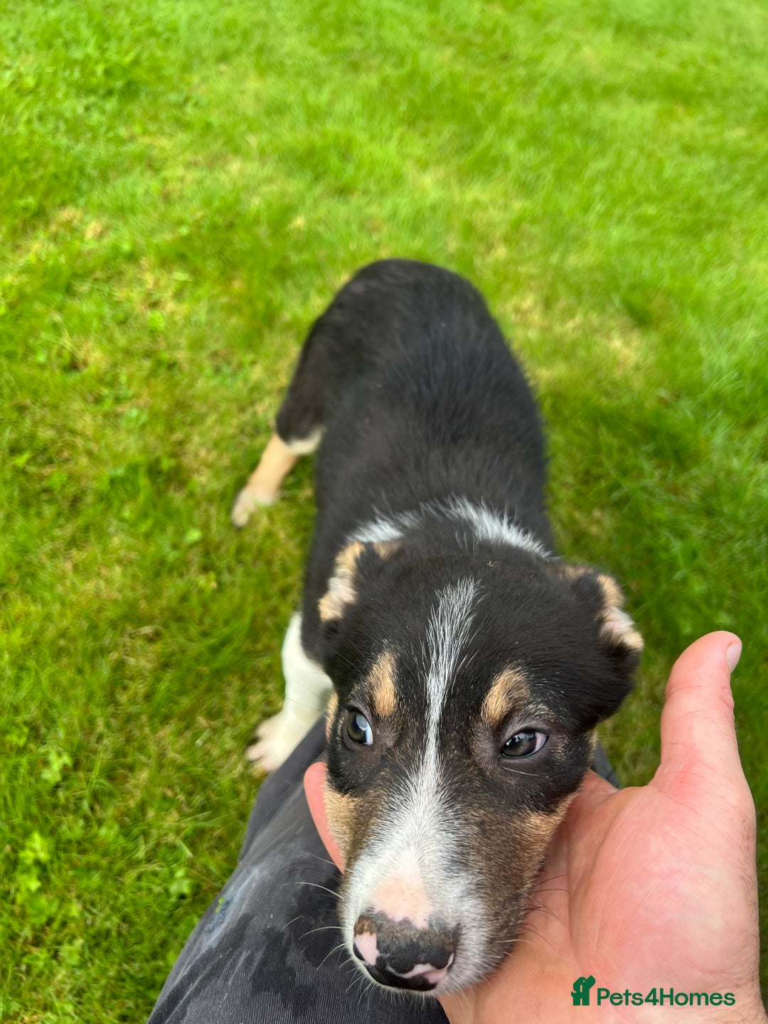 Border Collie dogs for sale: Border collie pups 🐶  - Image 12