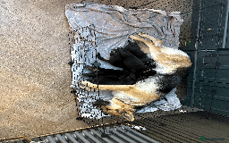 German Shepherd dogs for sale: 🐾 Beautiful German Shepherds 🐾 - Image 9