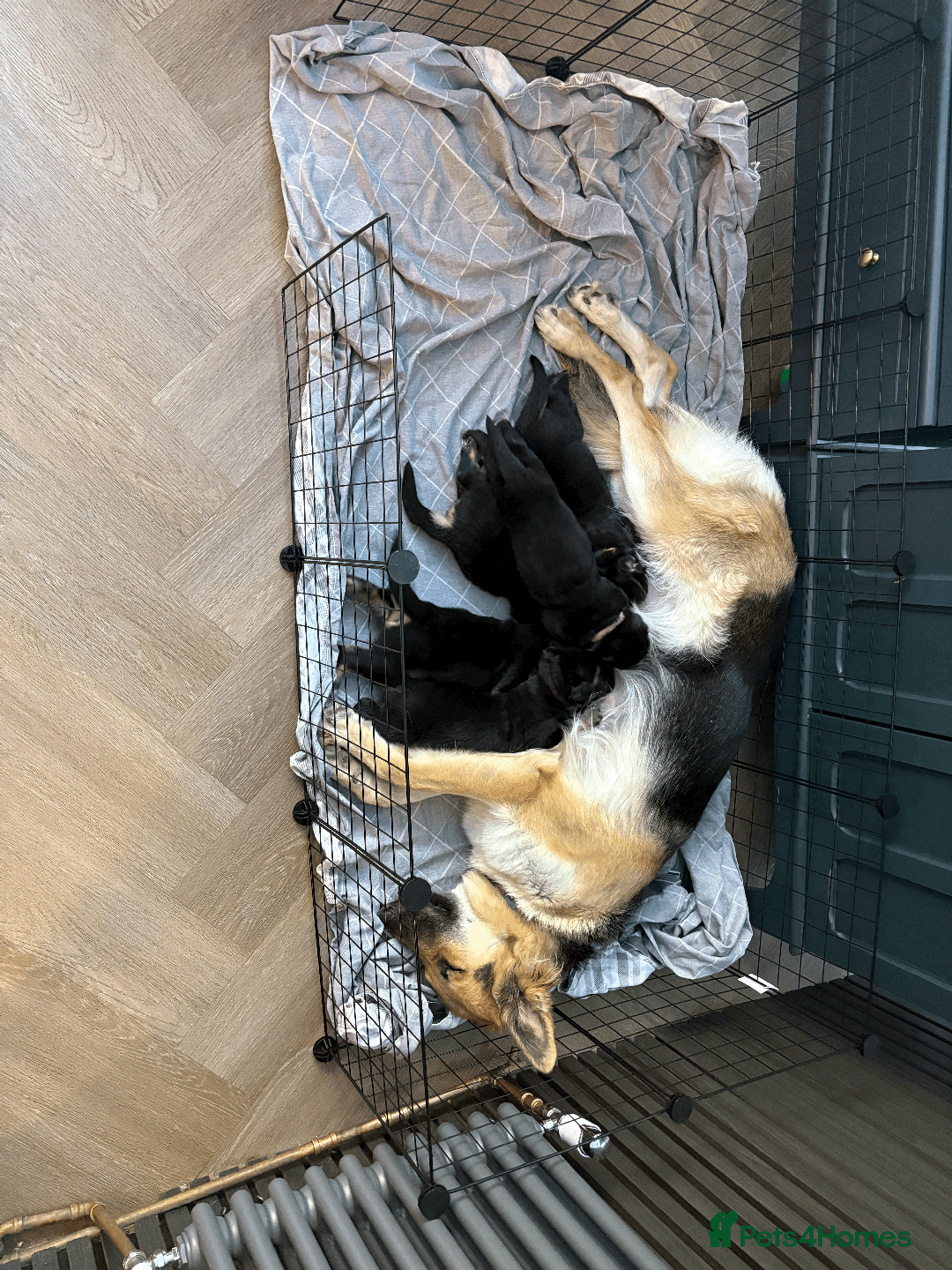 German Shepherd dogs for sale: 🐾 Beautiful German Shepherds 🐾 - Image 9