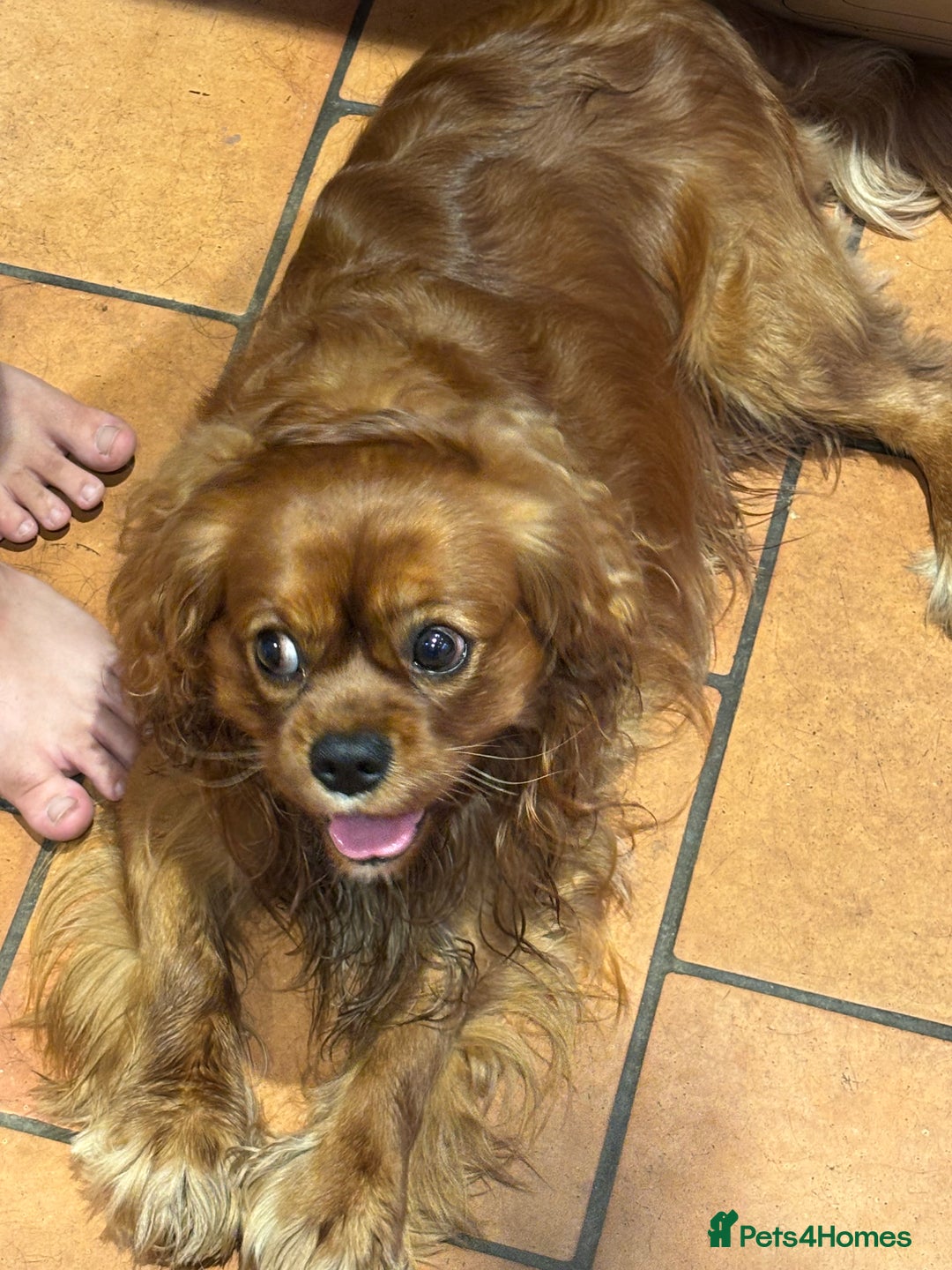 Cockalier dogs for sale: Cocker spaniel x Cavalier King Charles ( Cockalier - Advert 8