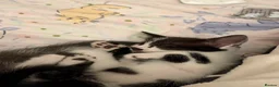 Domestic Shorthair cats for sale: Beautiful female and male kittens x2 - Advert 10