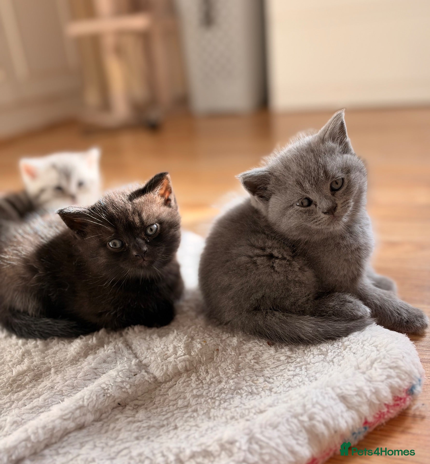 British Shorthair cats for sale: 2 Girls British shorthair, blue and black💕 - Advert 5