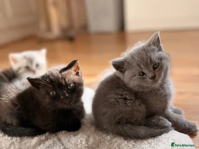 British Shorthair cats for sale: 2 Girls British shorthair, blue and black💕 - Advert 5