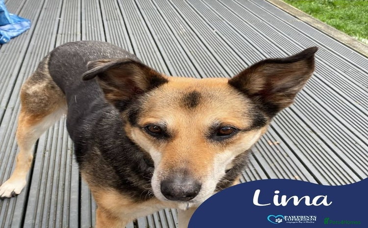 Mixed Breed dogs - Advert 17