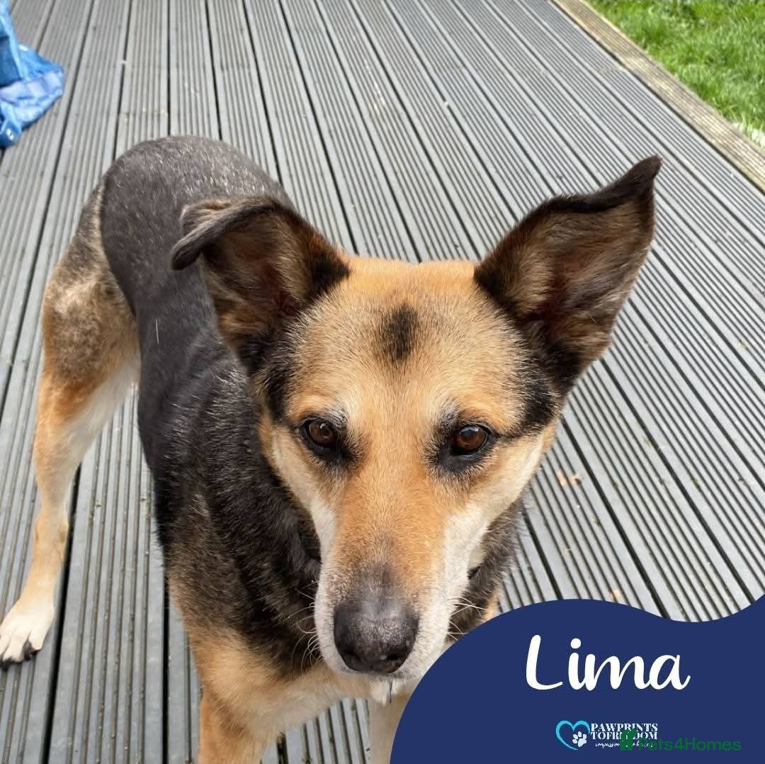 Mixed Breed dogs for adoption: Meet Lima, currently residing in North Wales - Image 1
