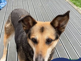 Mixed Breed dogs - Advert 20