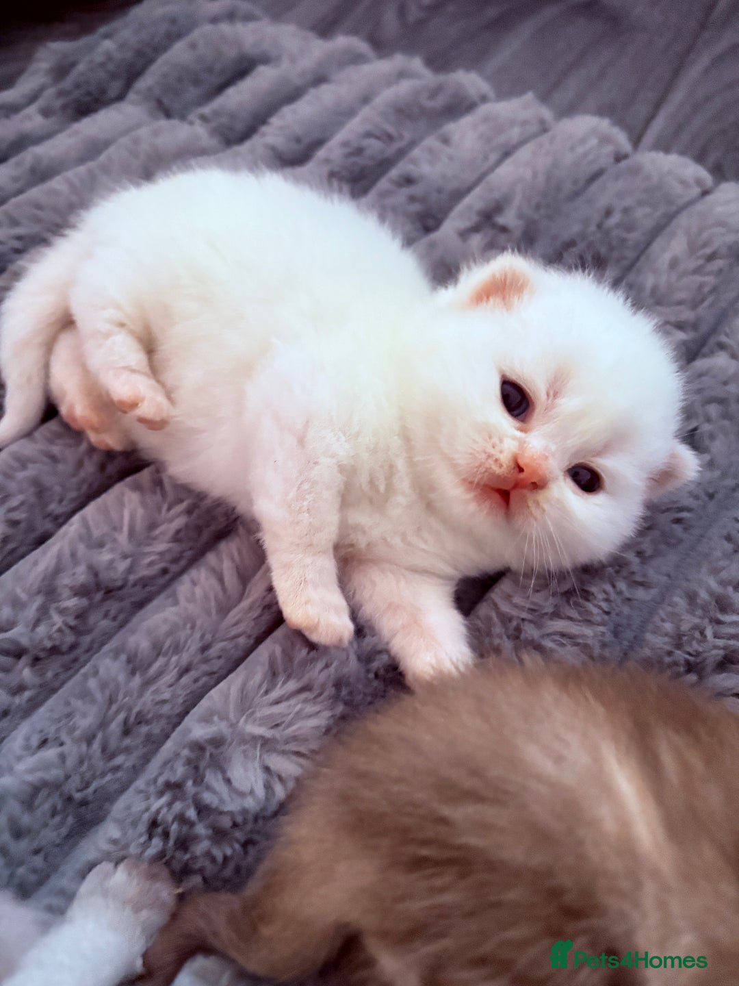 British Shorthair cats for sale: Beautiful GCCF Registered MultiColoured BSH kitte  - Advert 2