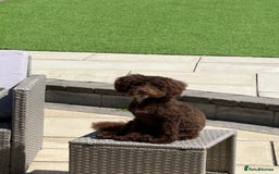 Toy Poodle dogs for sale: Beautiful boy  - Advert 2
