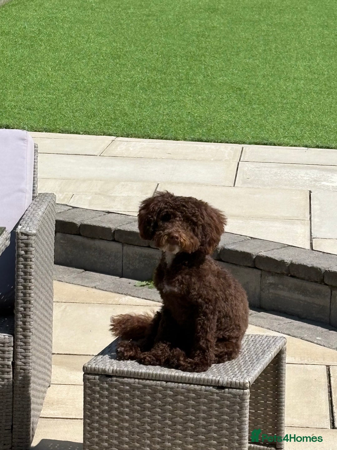 Toy Poodle dogs for sale: Beautiful boy  - Advert 2