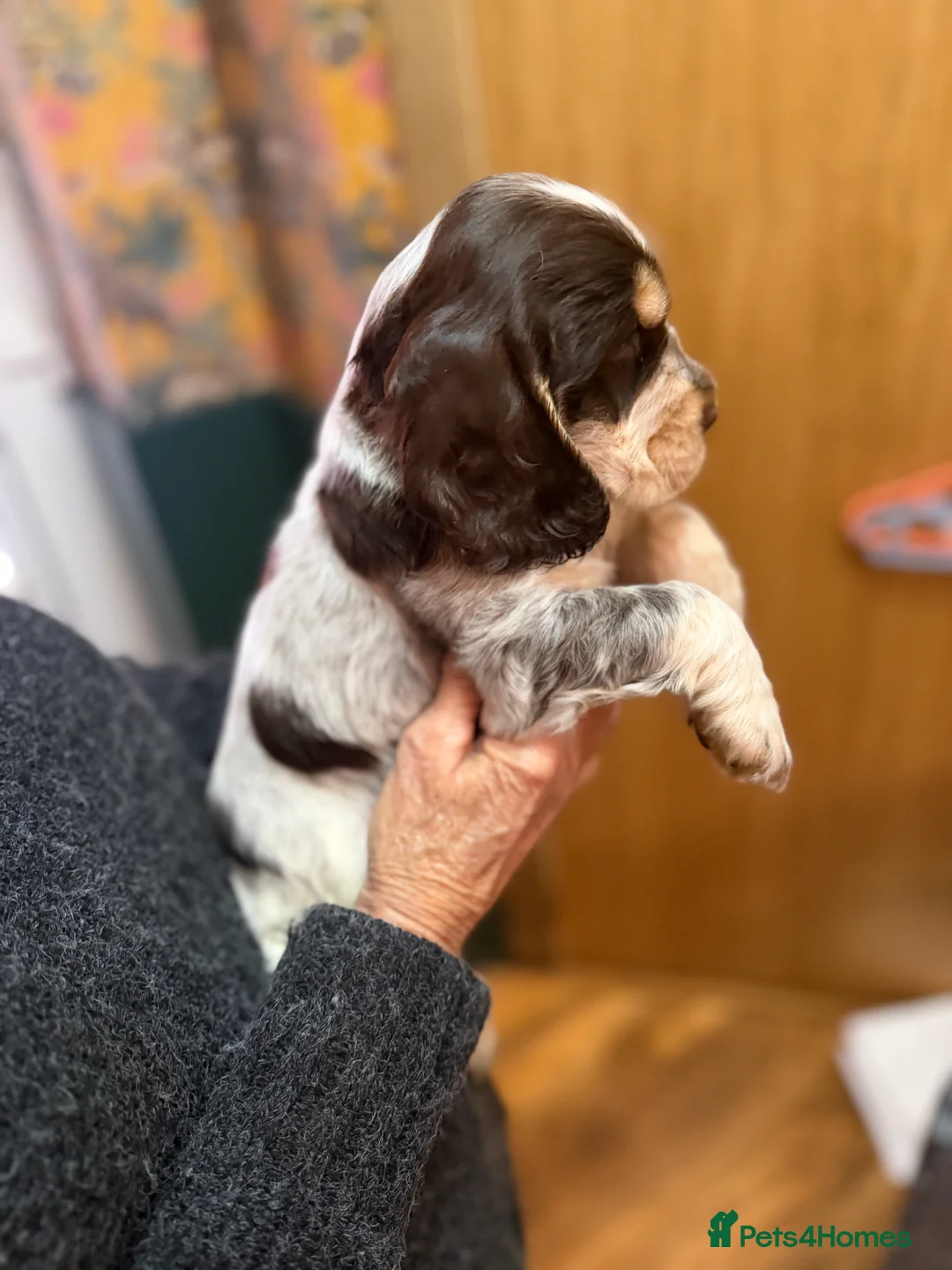 Cocker Spaniel dogs for sale: Show cocker spaniel pups - Advert 8