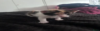 Mixed Breed 2