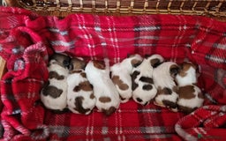 Lhasa Apso dogs for stud: Handsome Lhasa Apso stud (Proven) in Pontefract - Image 10