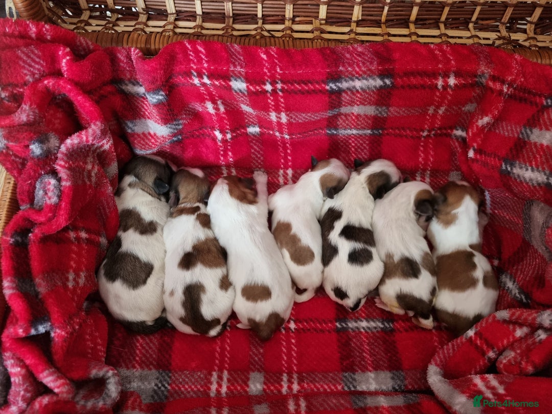 Lhasa Apso dogs for stud: Handsome Lhasa Apso stud (Proven) in Pontefract - Image 10