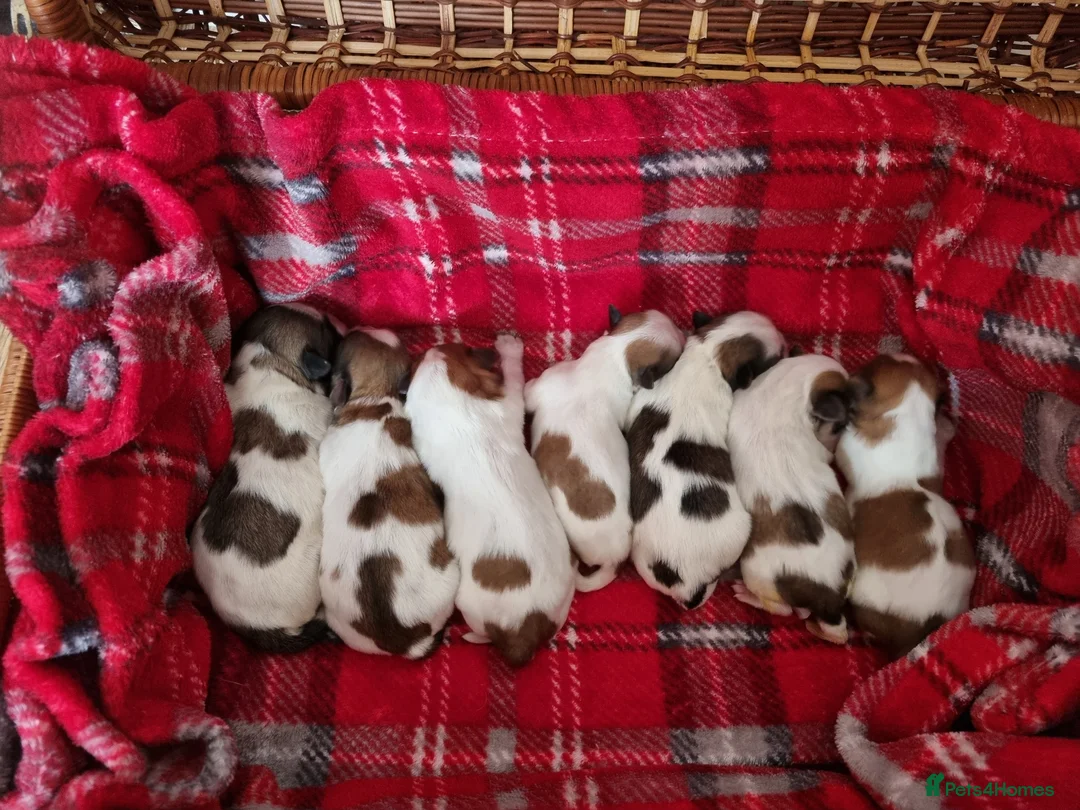 Lhasa Apso dogs for stud: Handsome Lhasa Apso stud (Proven) in Pontefract - Advert 10