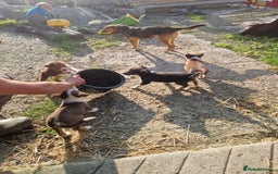 Mixed Breed dogs for sale: Huntaway Cross Breed Puppies - Image 7