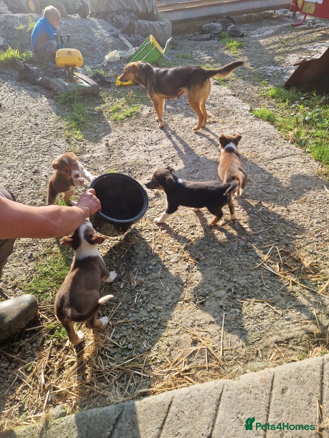 Mixed Breed dogs for sale: Huntaway Cross Breed Puppies - Image 7
