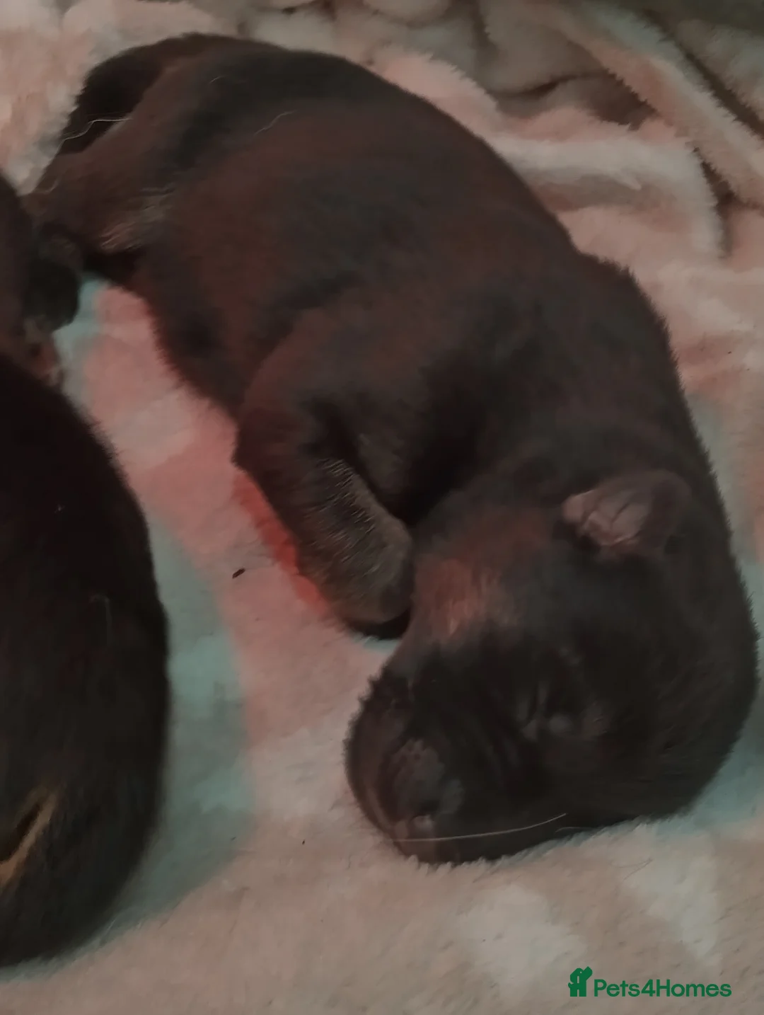 German Shepherd dogs for sale: QUALITY GERMAN SHEPHERD PUPPIES FOR SALE - Advert 16