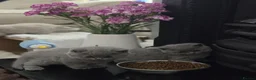British Shorthair cats for sale: Gorgeous Pure British Shorthair Teddy Bear Kittens - Advert 4