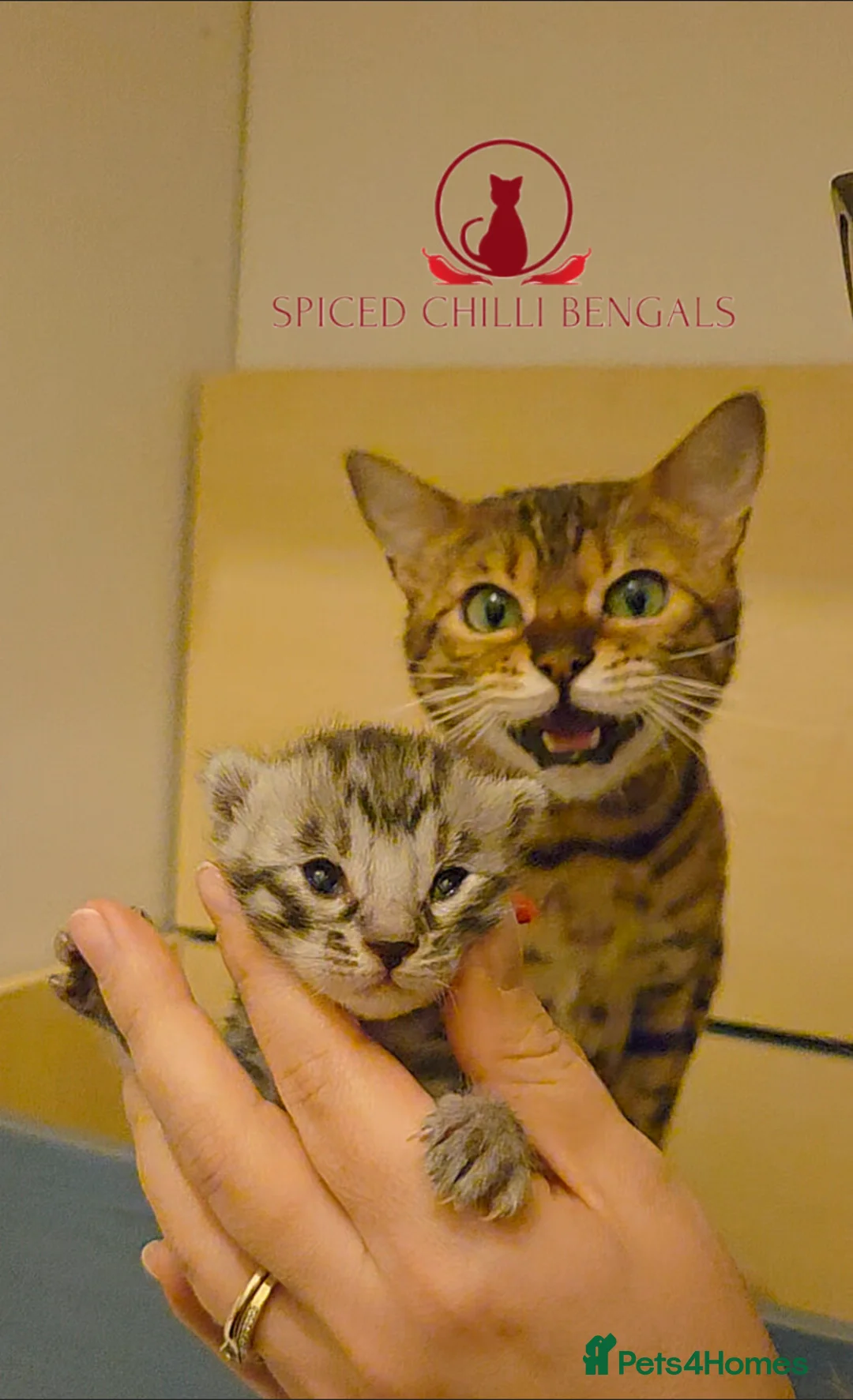 Bengal cats for sale: 🌟6 x CHAMPION BENGALS KITTENS🌟 - Advert 9