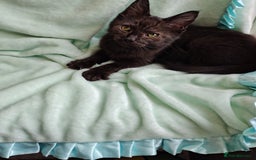 Mixed Breed cats for sale: Black mixed breed kittens - Image 2