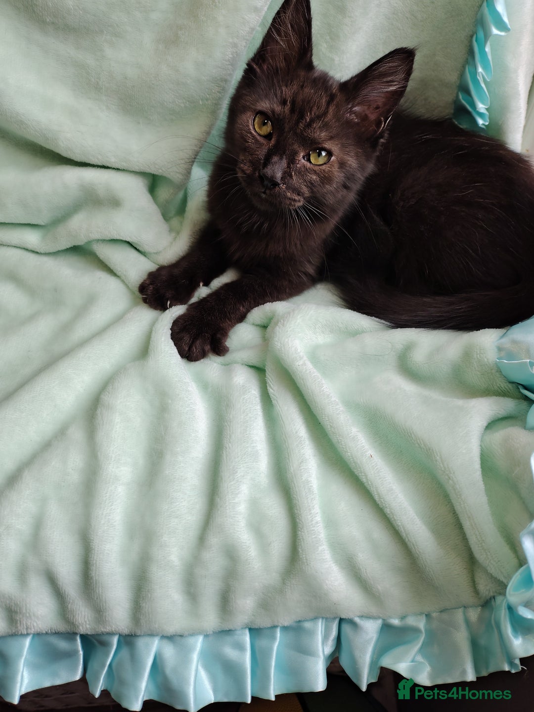 Mixed Breed cats for sale: Black mixed breed kittens - Image 2