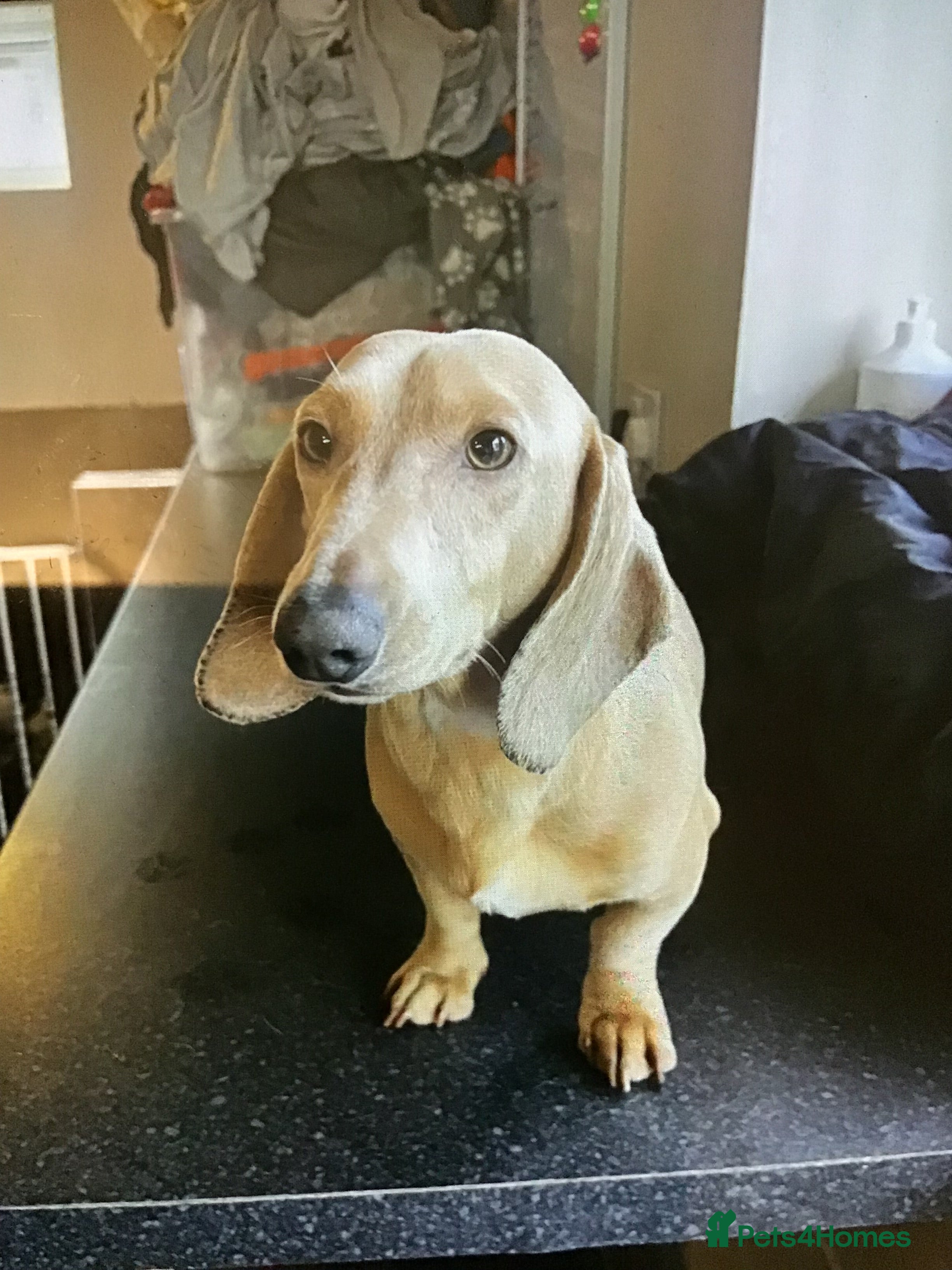 Miniature Dachshund dogs Cream stud  - Advert 3