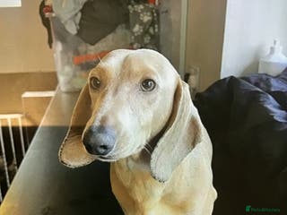 Miniature Dachshund dogs Cream stud - Advert 3